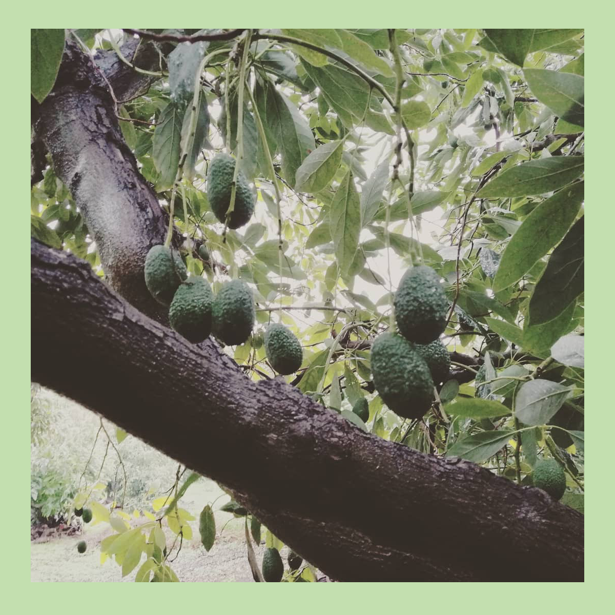 El aguacate en España