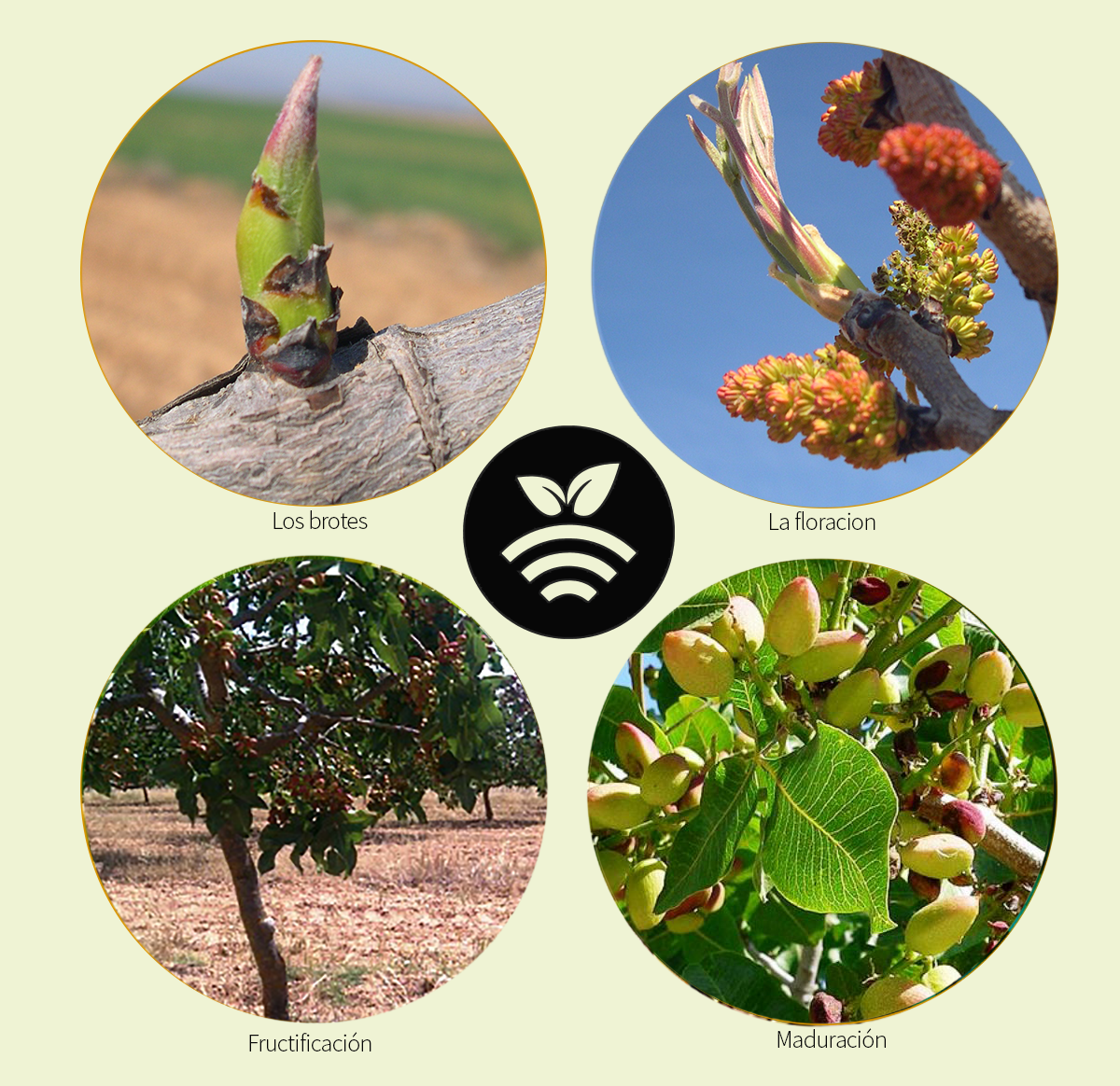 Fenología del pistacho
