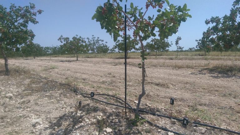 Sensores de humedad en pistacho-Herencia