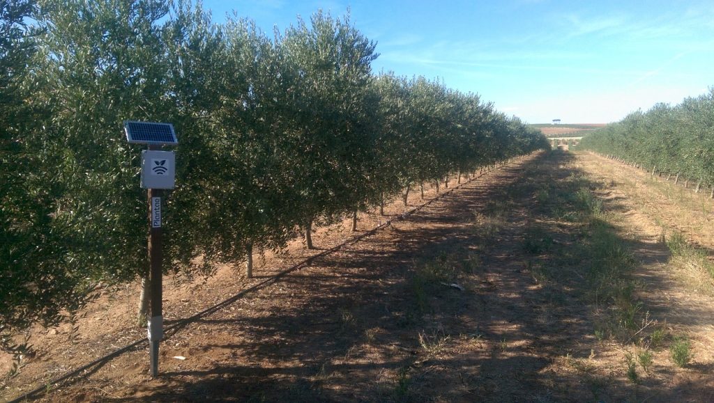 Sensores inteligentes de humedad en olivos