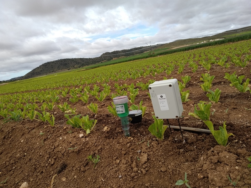 Sonda de humedad en plantación de lechuga con goteo enterrado