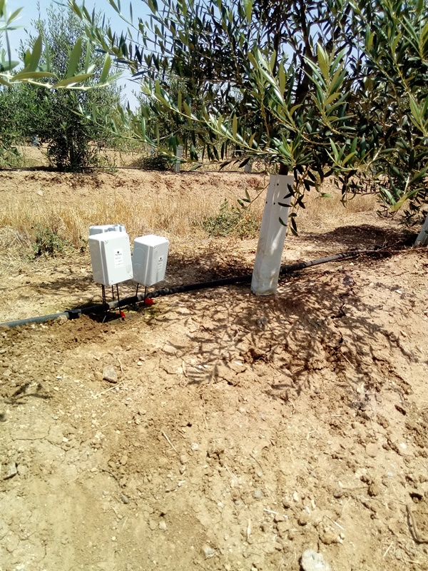 Sensores en olivar