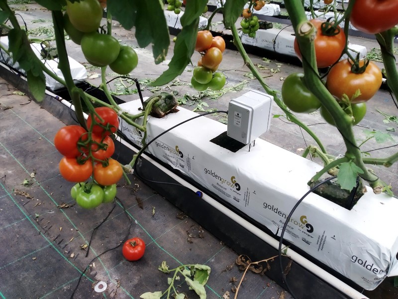 Cultivo de tomate con riego en hidropónico