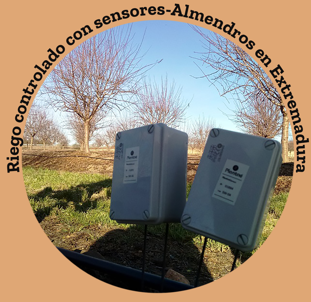 Riego controlado con sensores en almendros en Extremadura