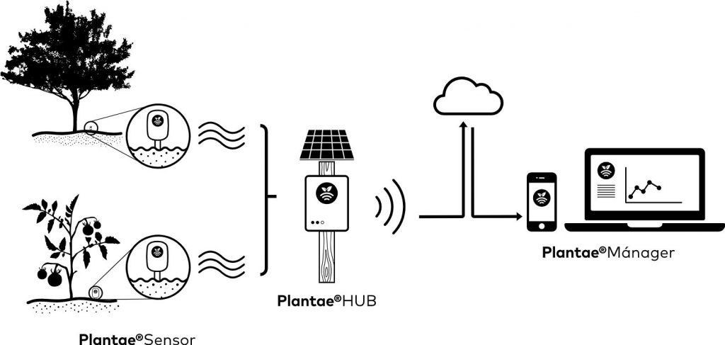 Esquema de Plantae