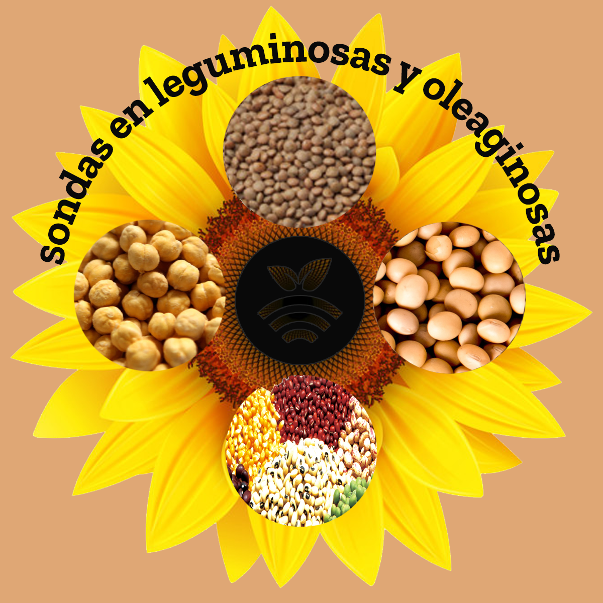 Sondas en leguminosas