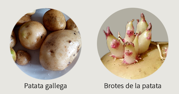 Riego con sondas en patata