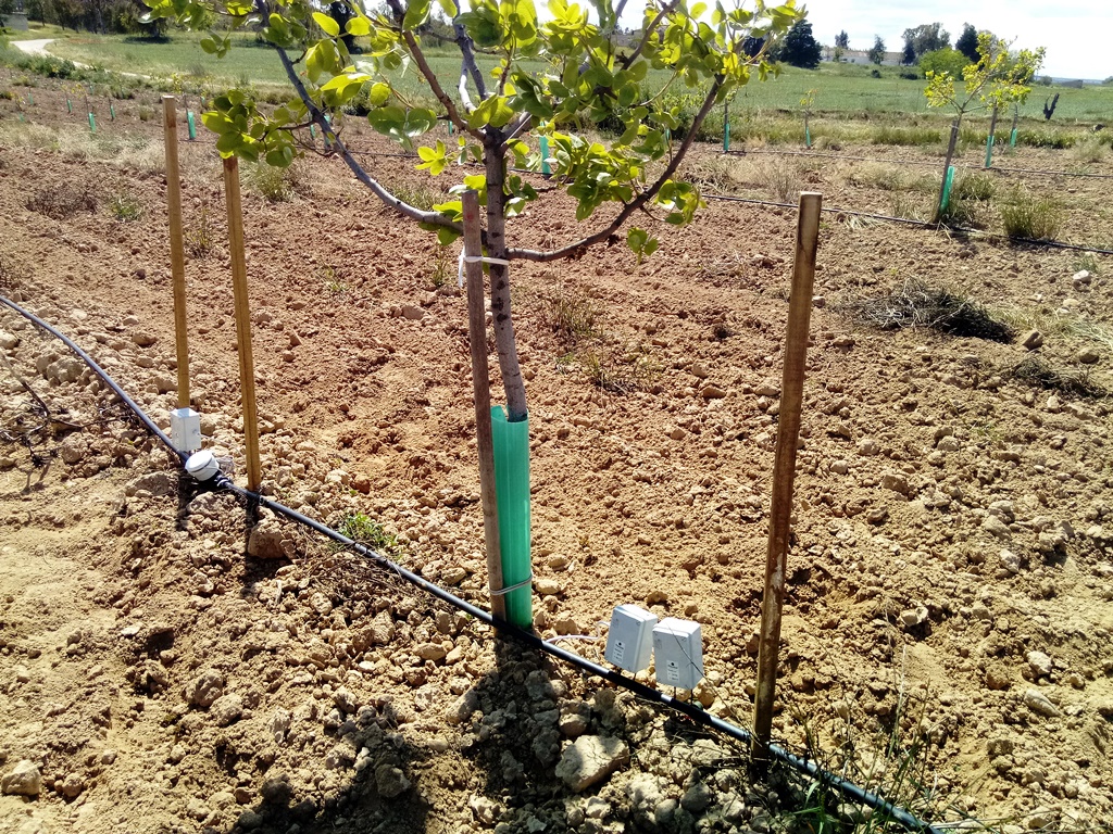 Riego por goteo en pistacho