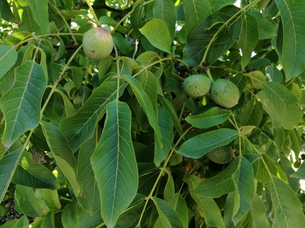 Nueces verdes