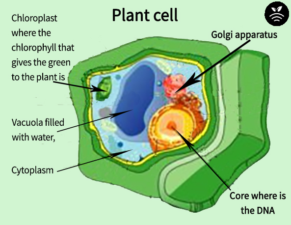 célula