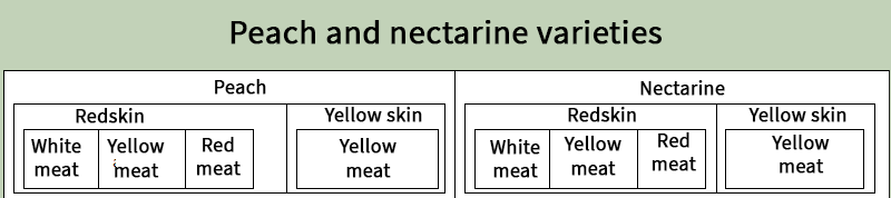 Clasificación de las variedades del melocotón