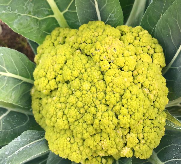 Coliflor