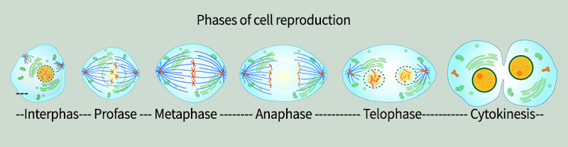 Esquema de la mitosis