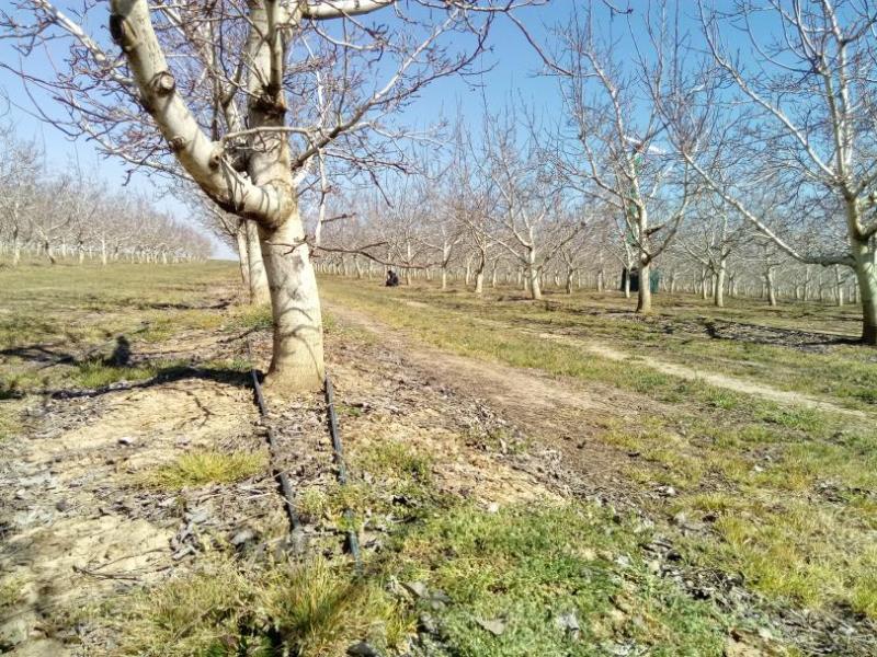 Plantación de nogales
