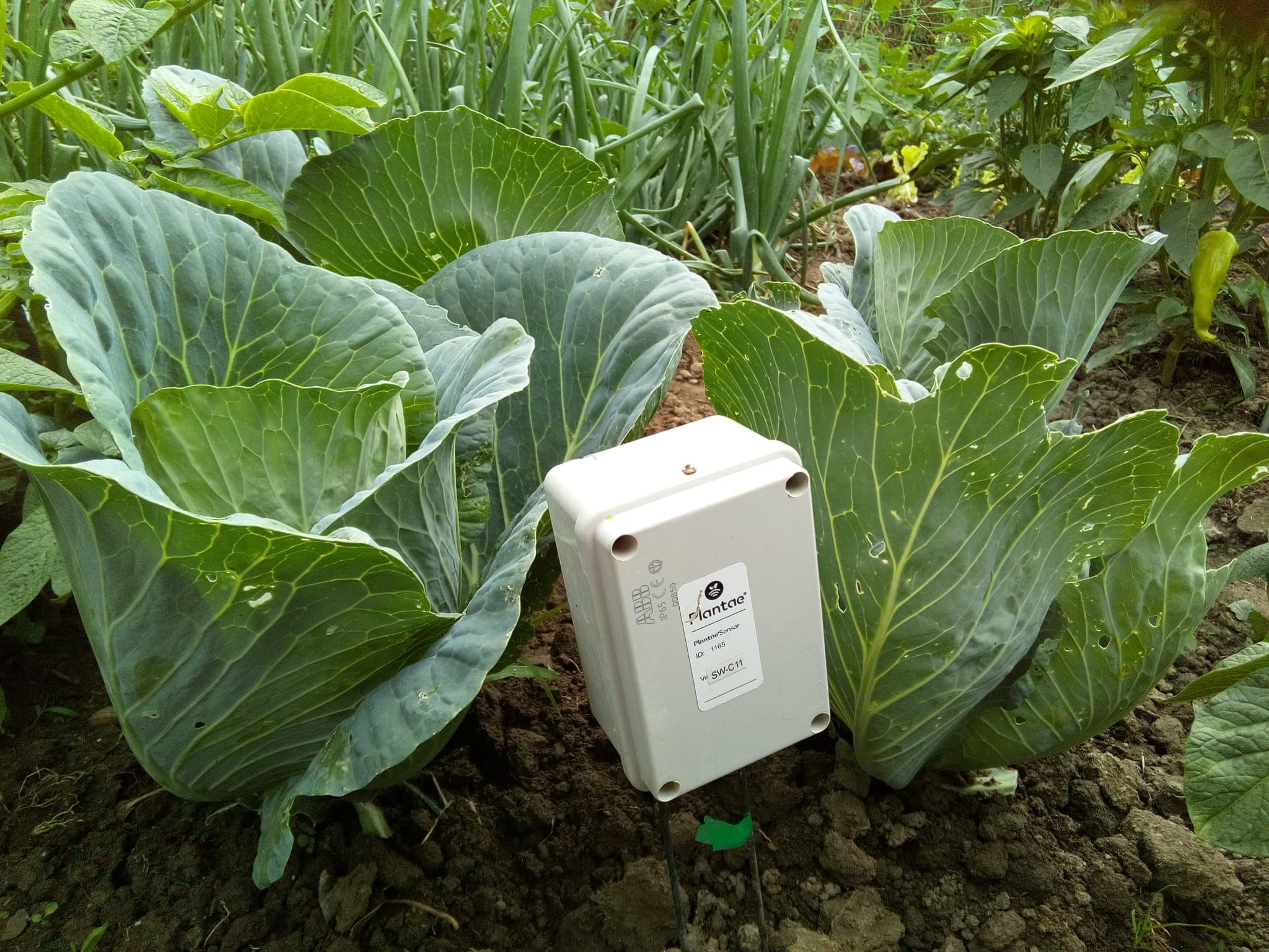 Repollo ecológico con riego controlado por sensores