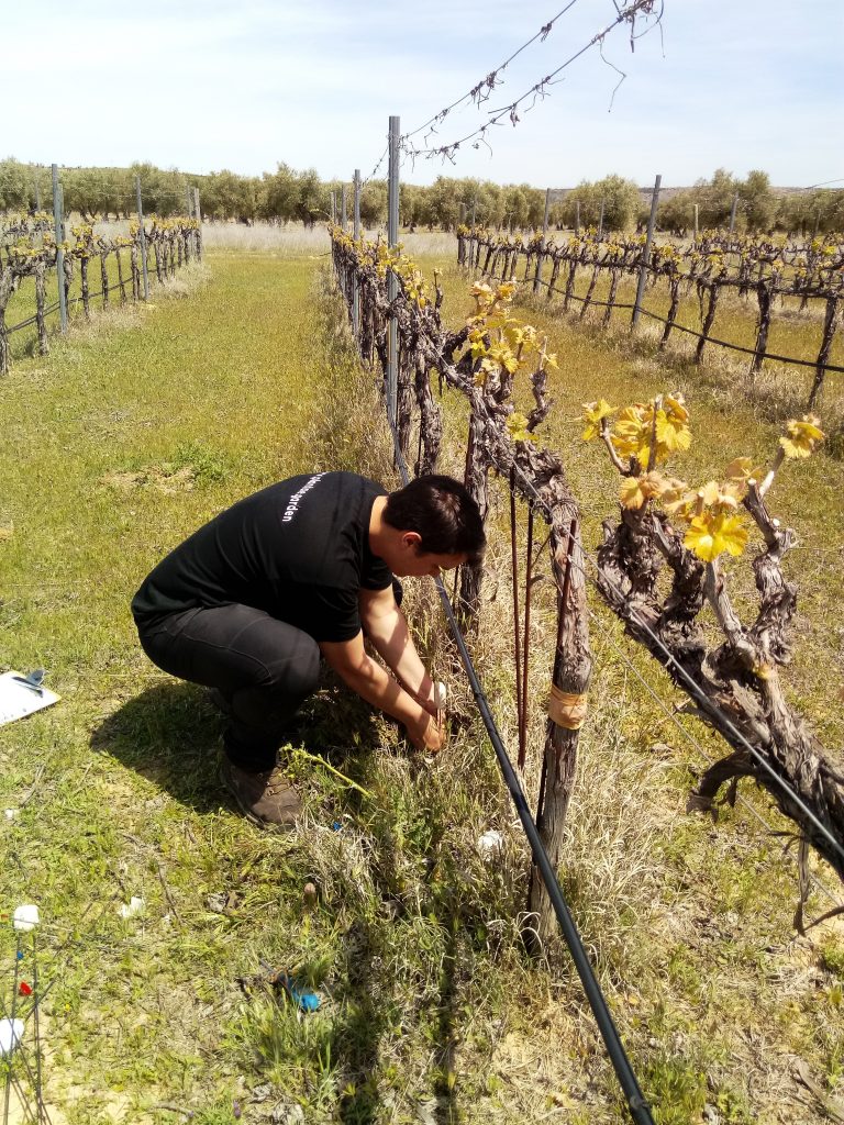 Viabilodad de sensores de humedad en vid