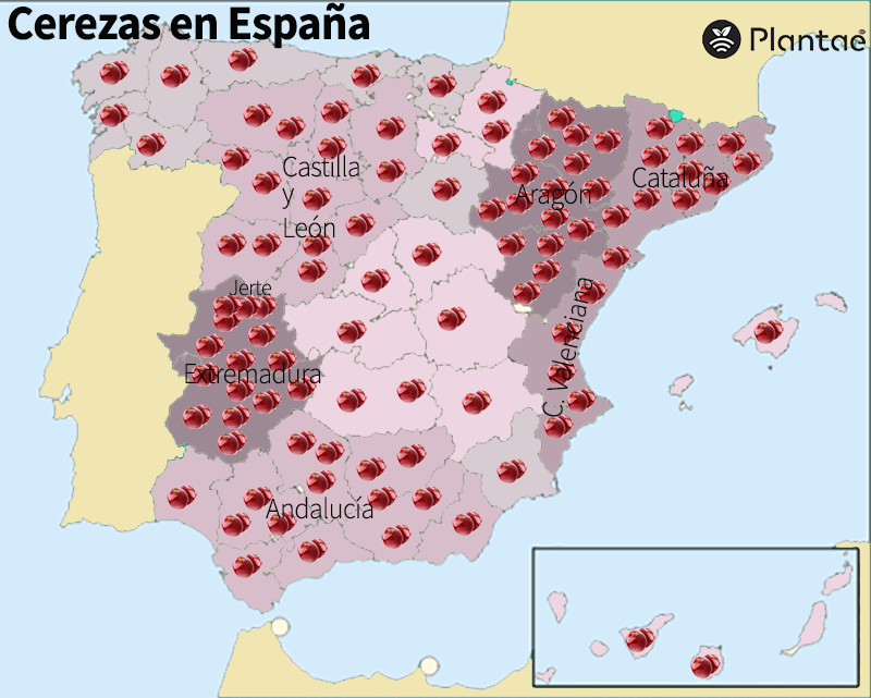 Cerezas en España- Picotas del Jerte