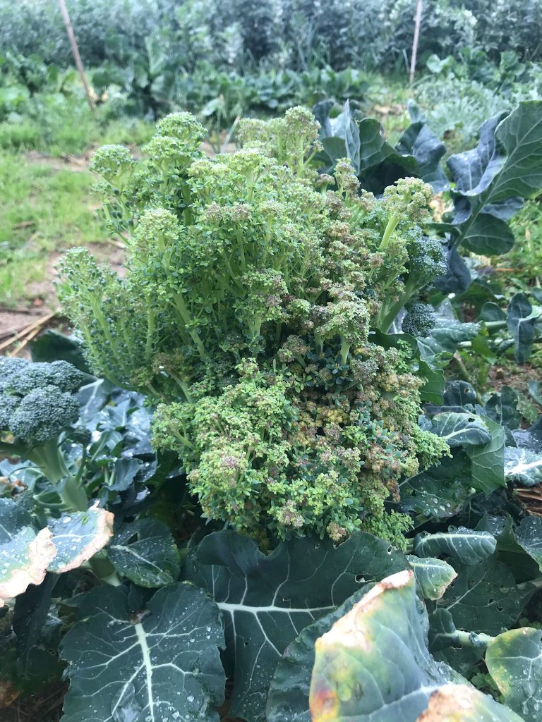 Brócoli en flor