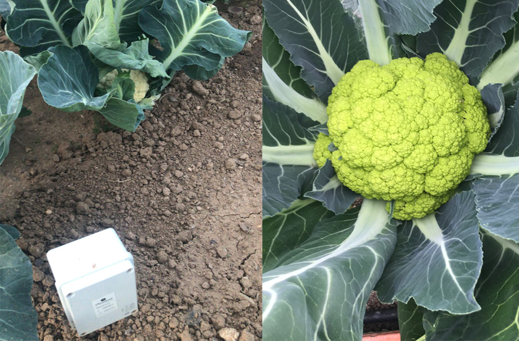 Coliflor