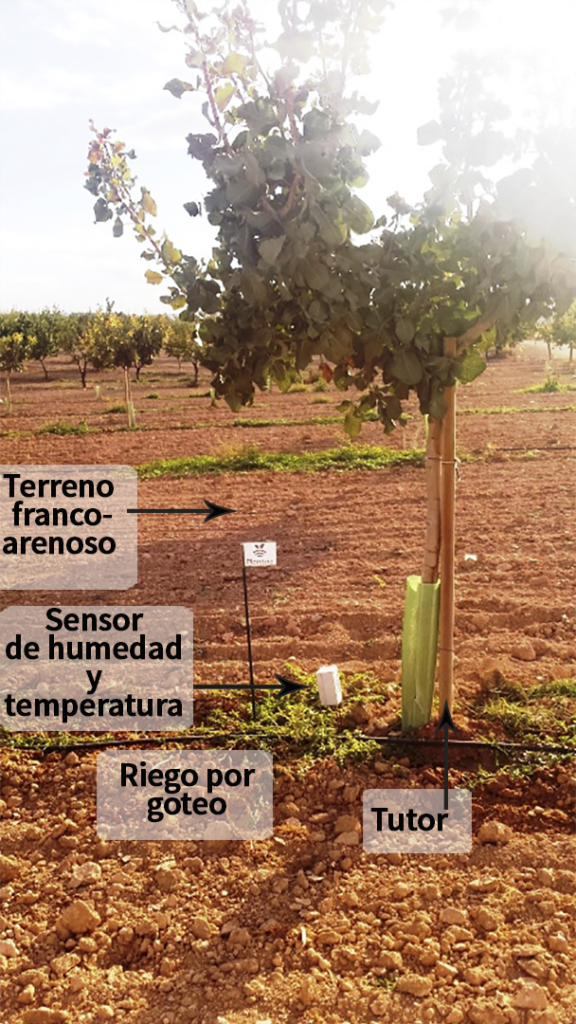Terreno idóneo para pistacho y almendro