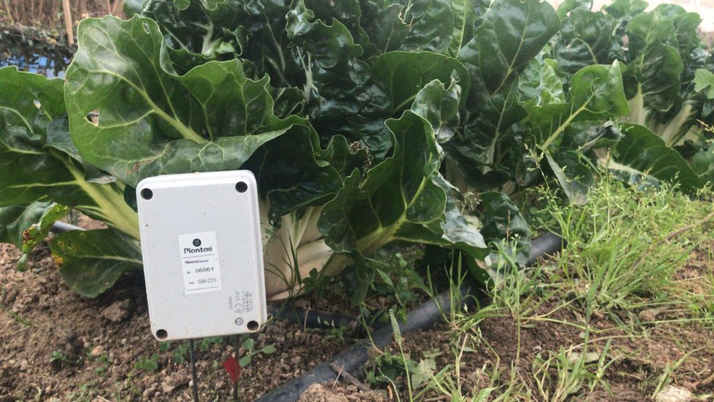 Sensor en acelga, variante de la remolacha
