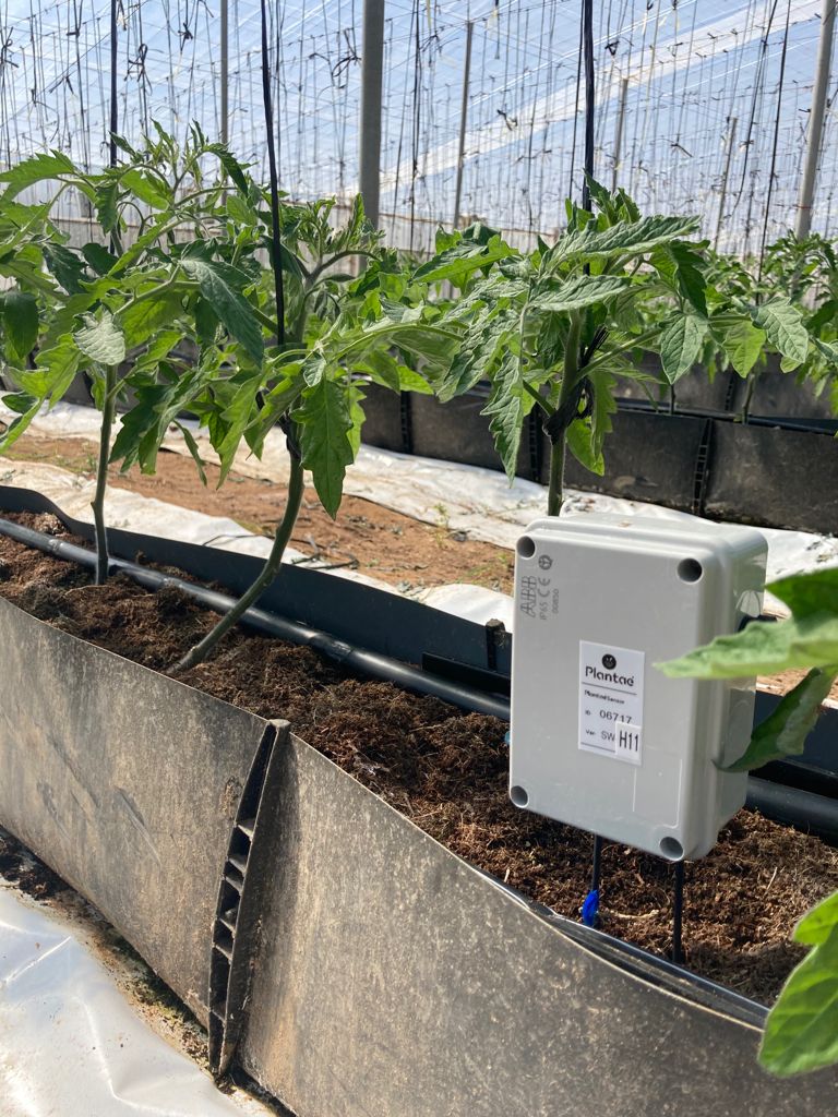 sensor en tomate con cultivo hidropónico