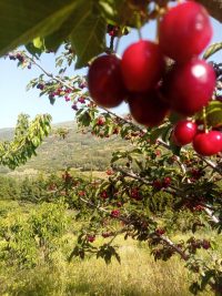 Picotas del Jerte