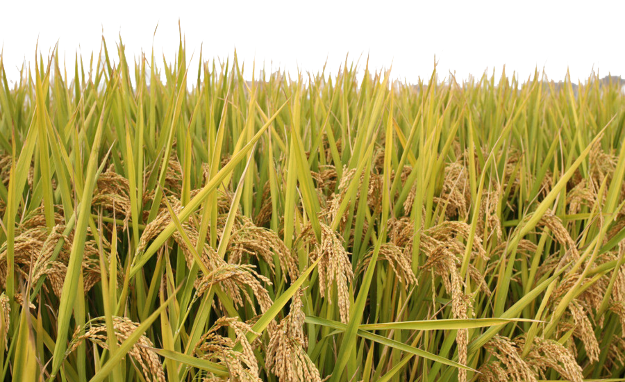 Arroz en España