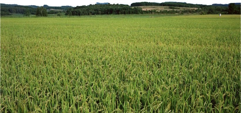 Arrozales
