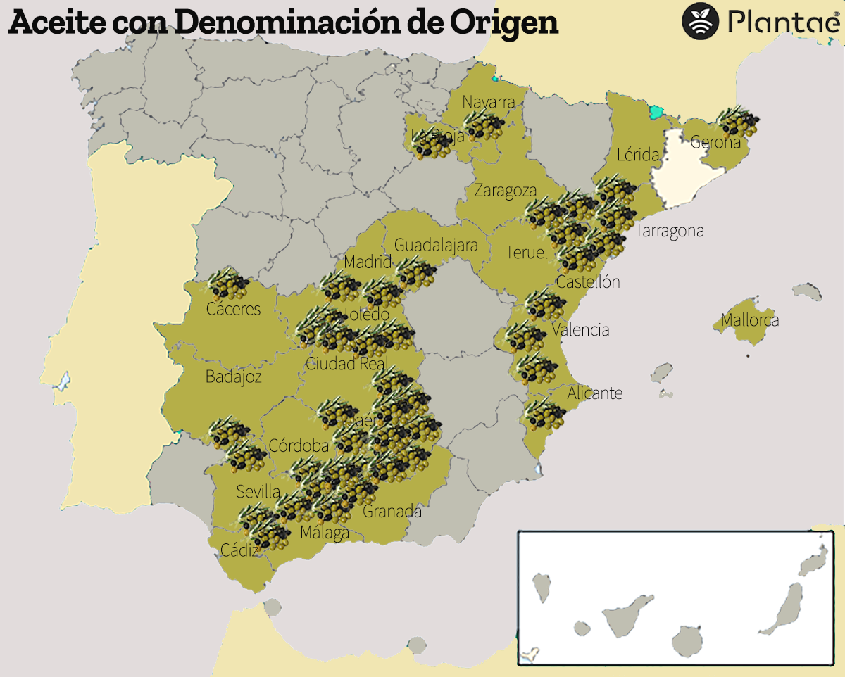Aceite de Oliva DO en España