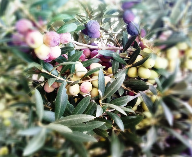 Aceitunas