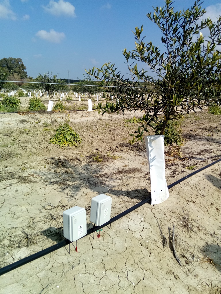 Sensores a dos profundidades en olivos