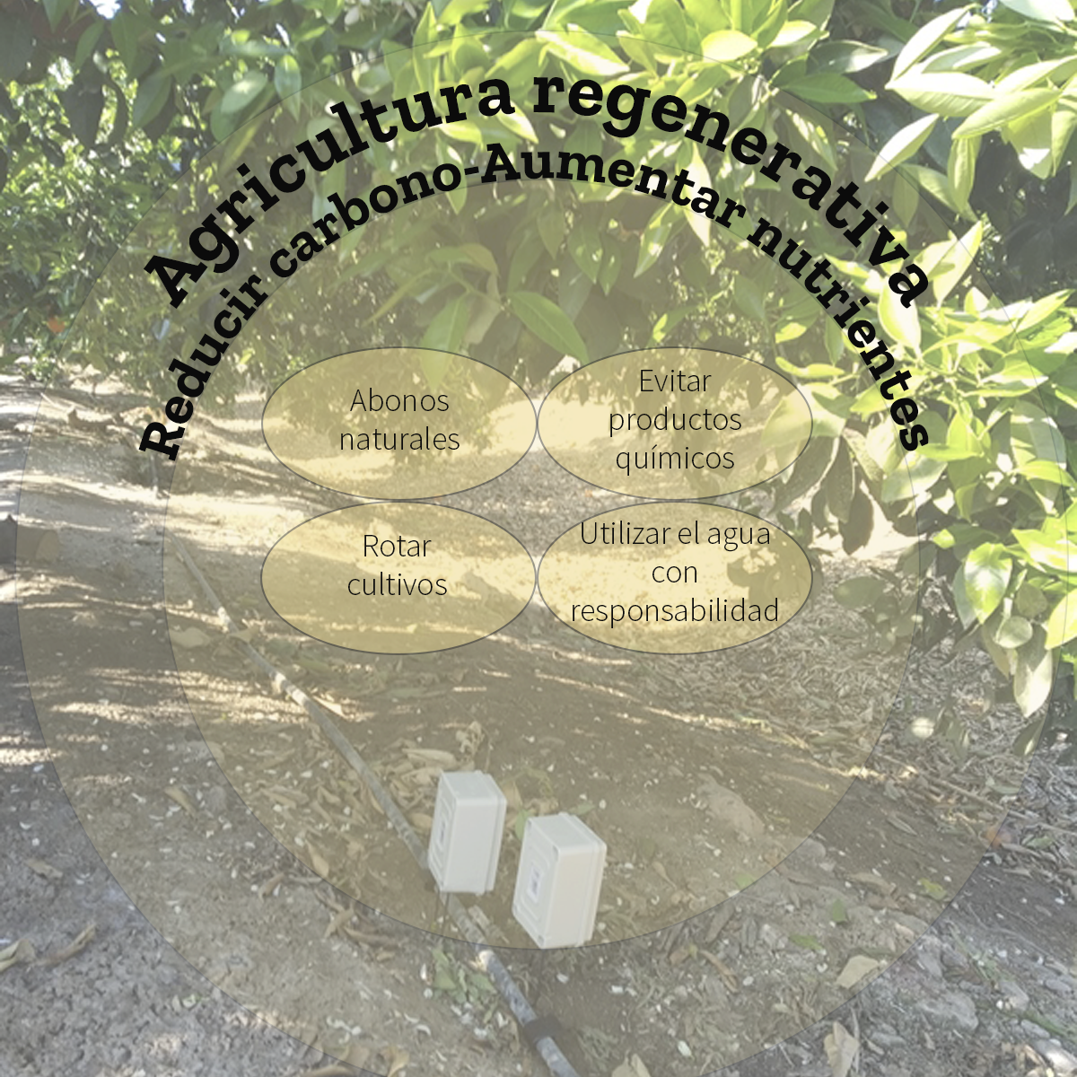 Agricultura regenerativa