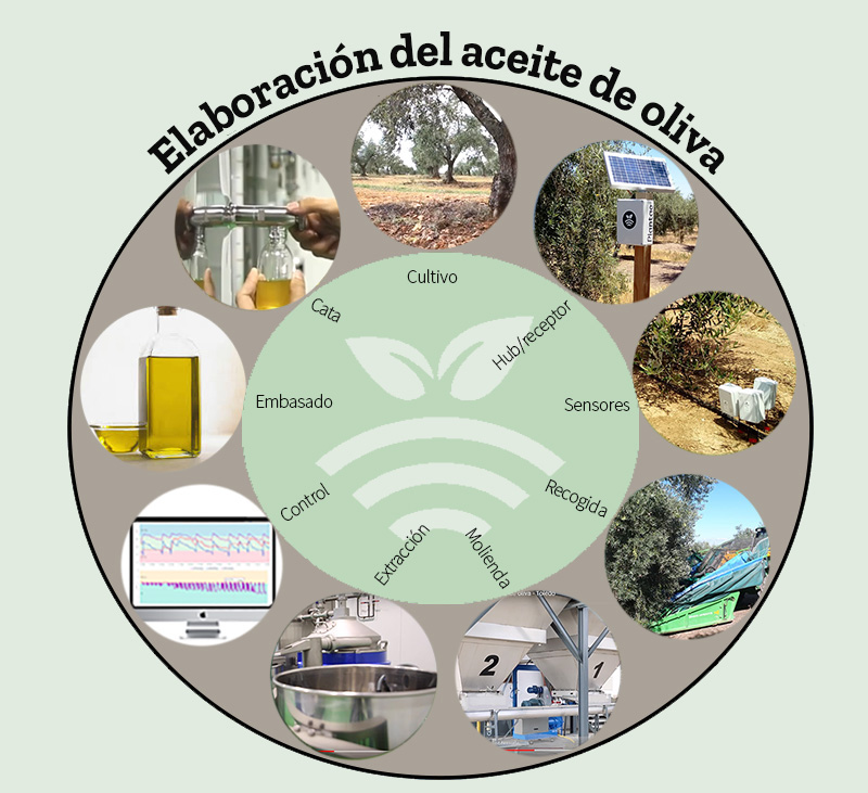 Aceite de oliva