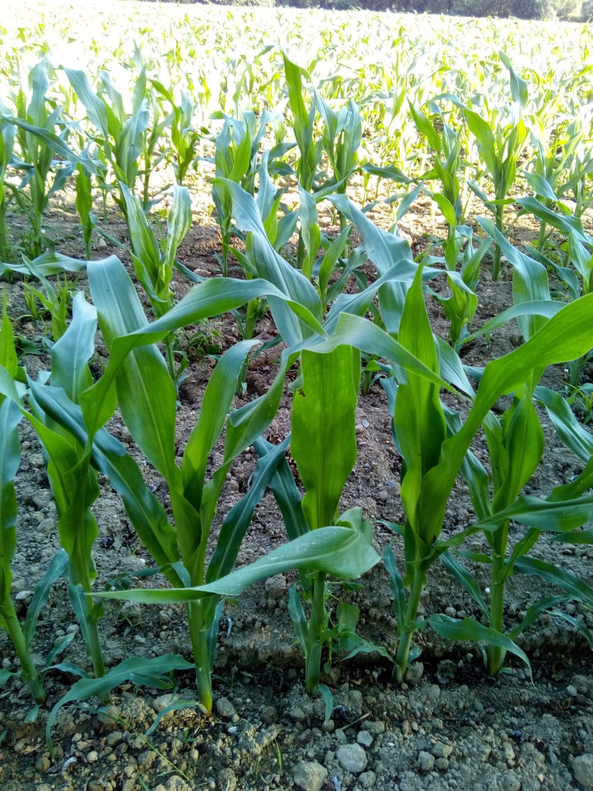 Campo de maíz-Bioeconomía