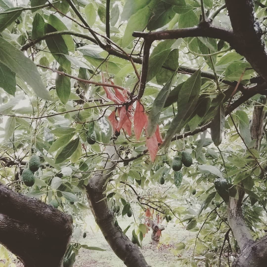 Aguacate intensivo