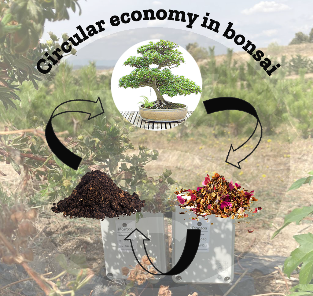 Cultivo circular en bonsáis
