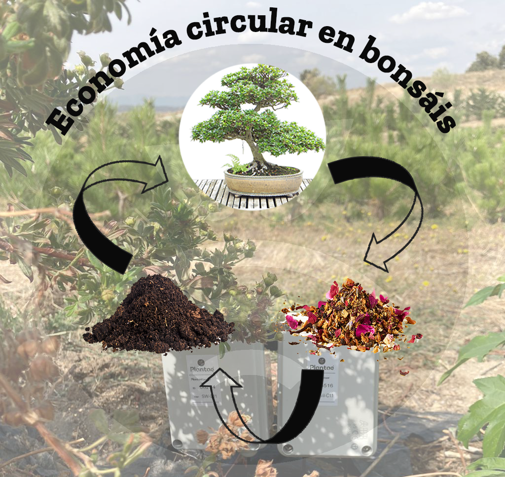 Cultivo circular en bonsáis