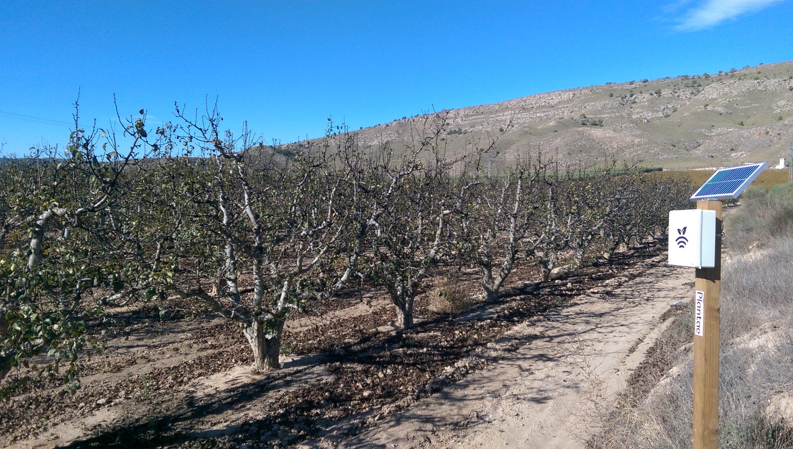 Peras de Jumilla