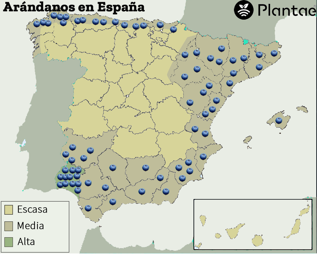 Mapa de España de arándanos