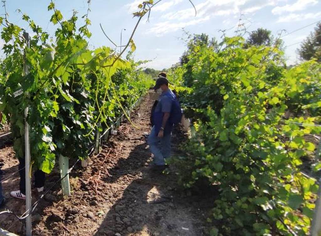 HERRAMIENTAS DE LA AGRICULTURA DE PRECISIÓN