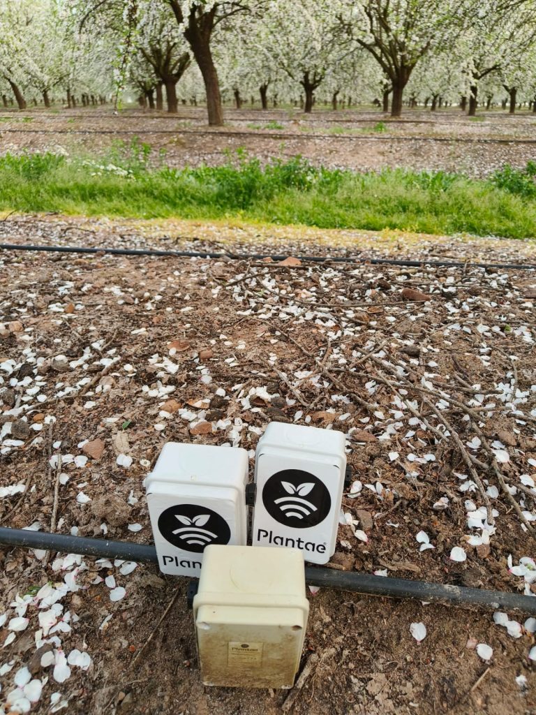 Almendro en España con sondas