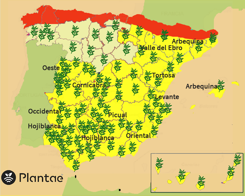 Mapa de olivos en España