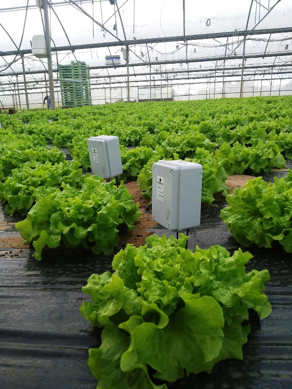Invernadero de lechuga en Torres Vedras