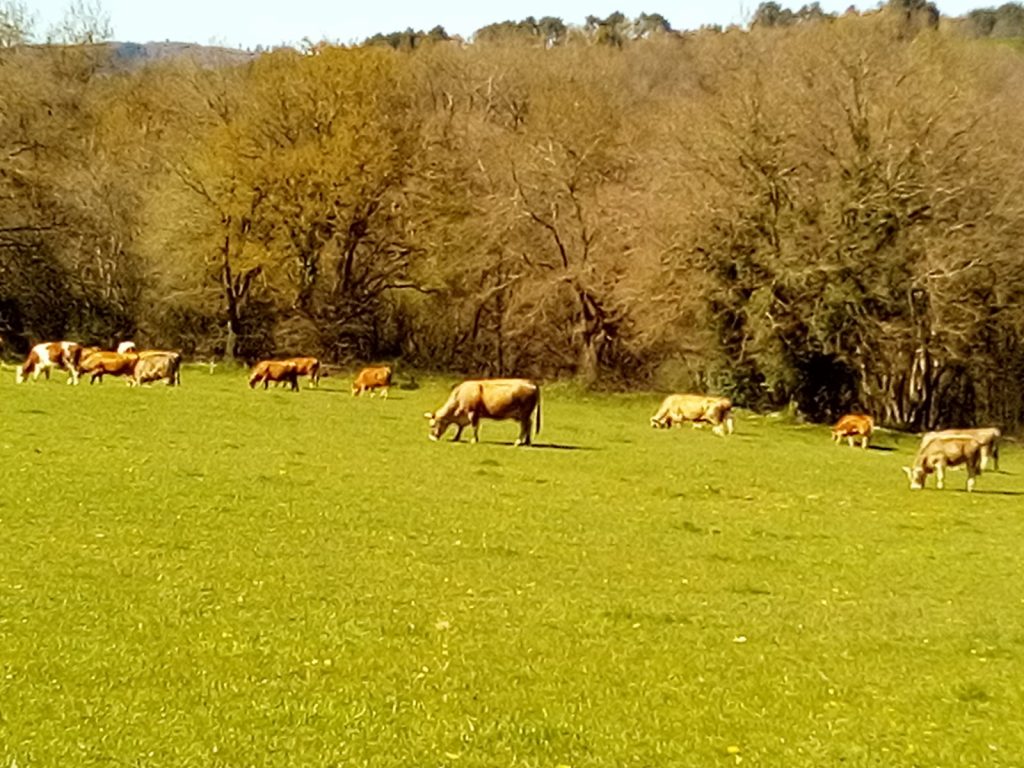 Vacas con alimento ecológico