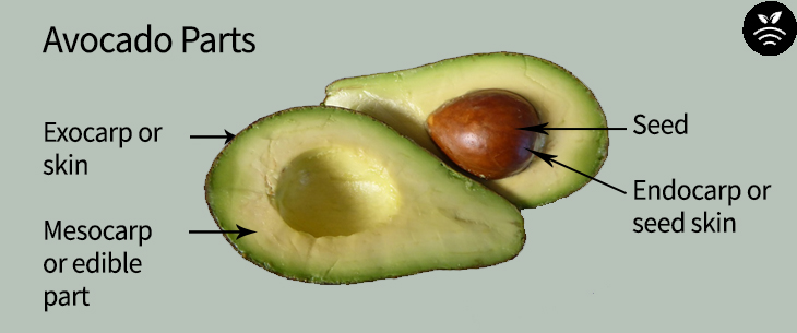 partes del aguacate
