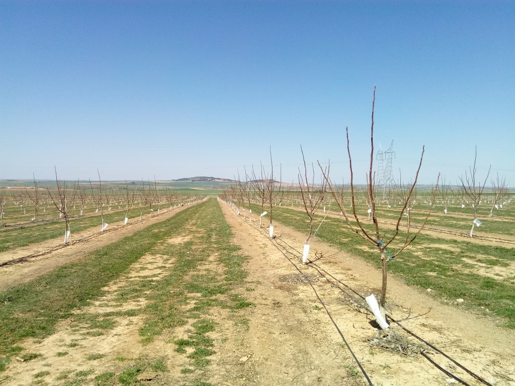 plantación jóven de nogal