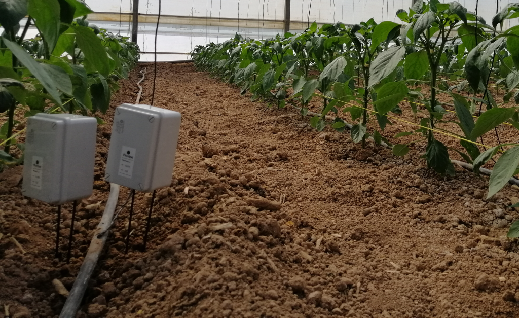 Agricultura de invernadero en República Dominicana