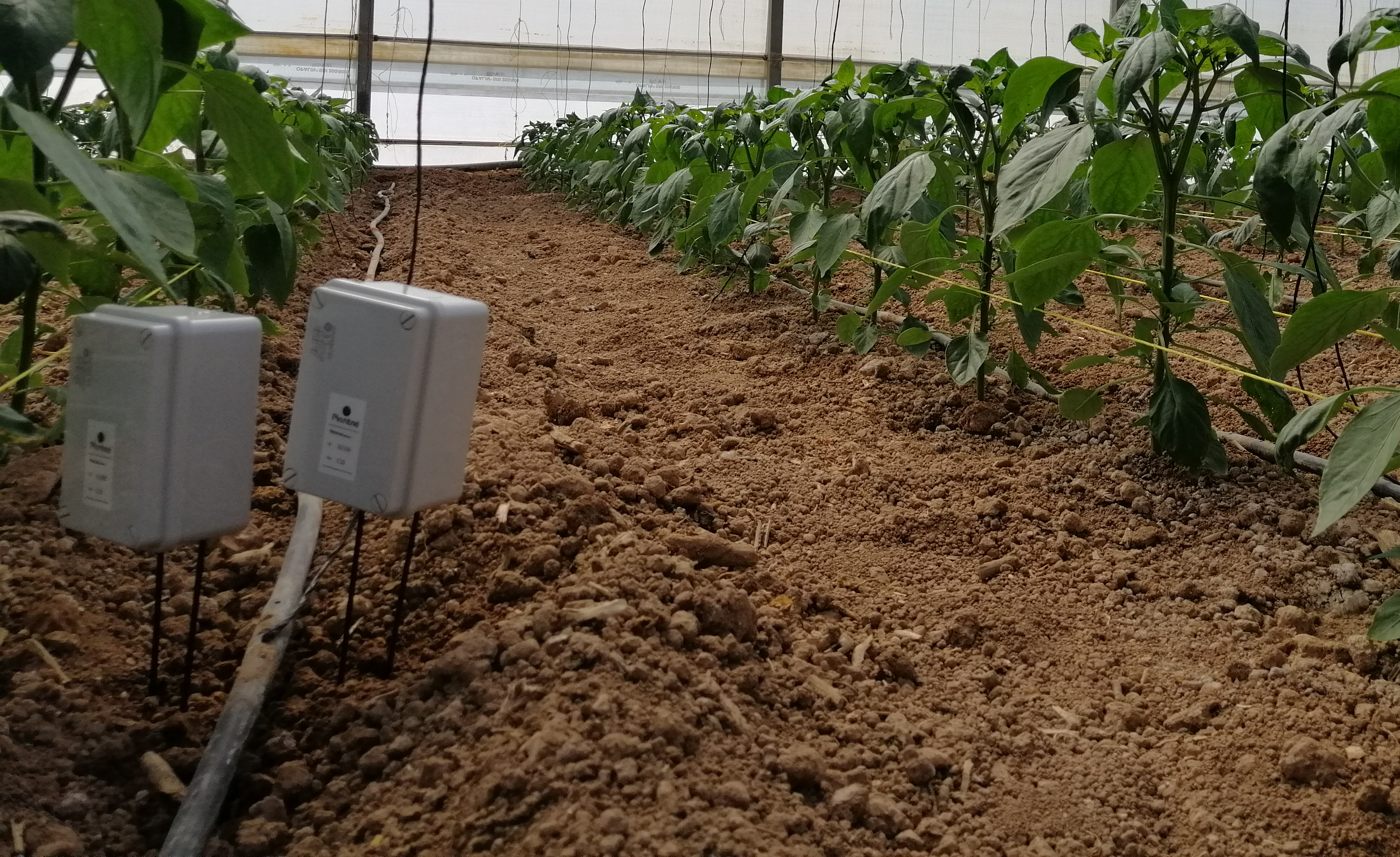 Agricultura de invernadero en República Dominicana