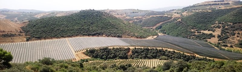 Plantación de mango- Agricultura en Argelia